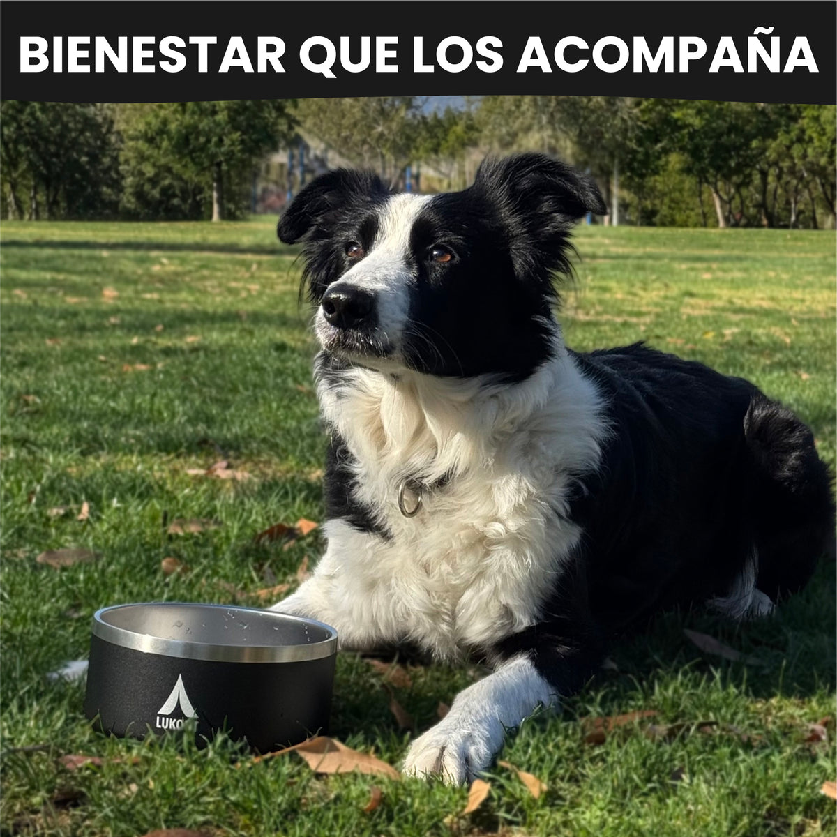 Bowl Mascotas 950 ml