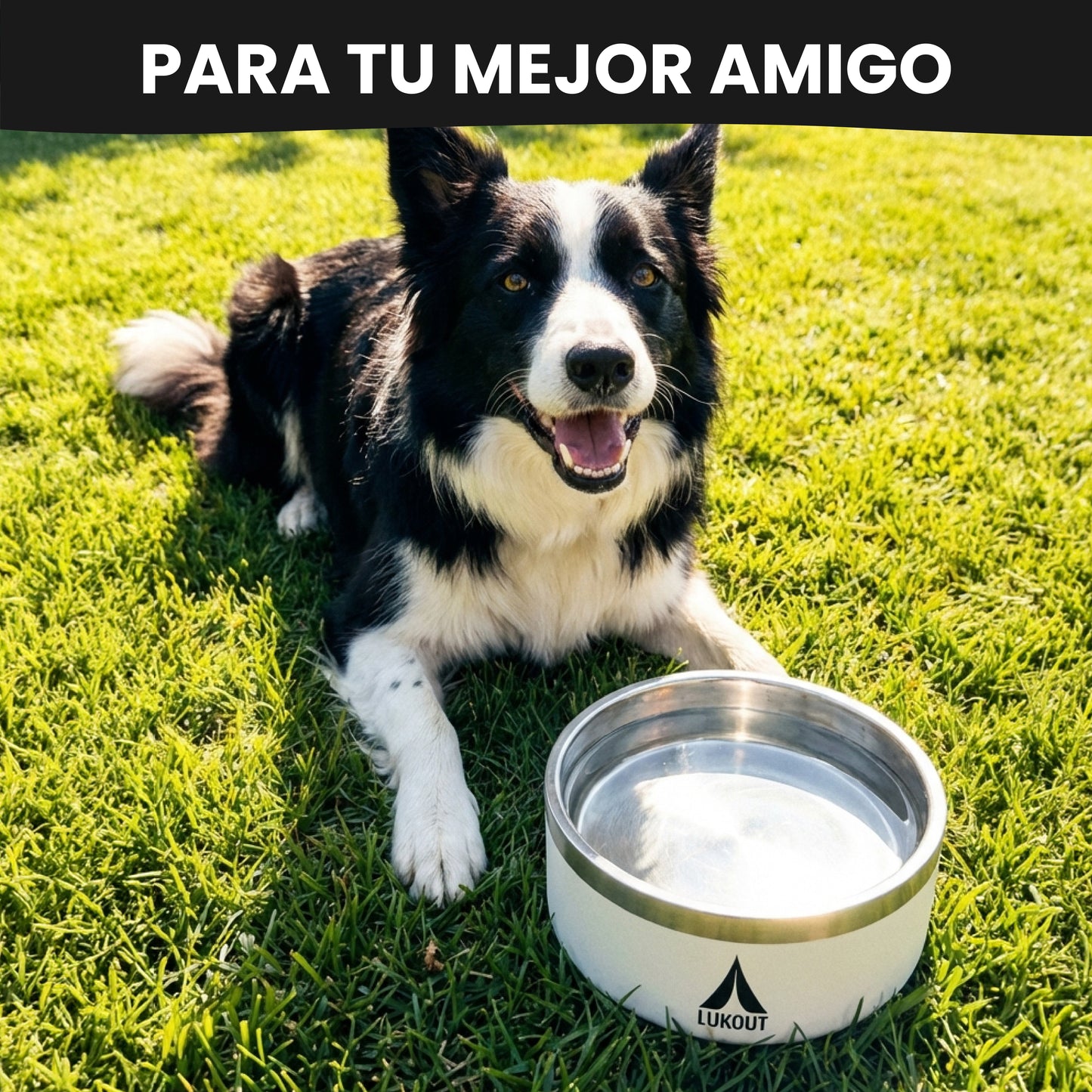 Bowl Mascotas 950 ml